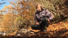 Psi lutalice zaklali tridesetak ovaca i koza u selu kod Bijelog Polja thumb1.jpg