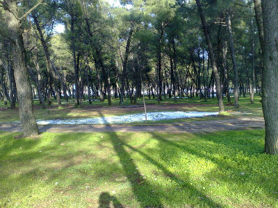 "Zid" uređuje Tološku šumu "Zid" uređuje Tološku šumu