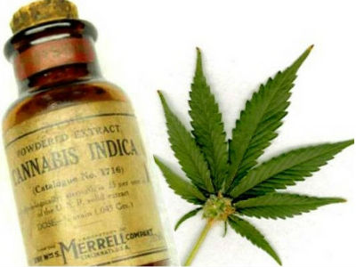 Hrvati u septembru legalizuju marihuanu? Hrvati u septembru legalizuju marihuanu?