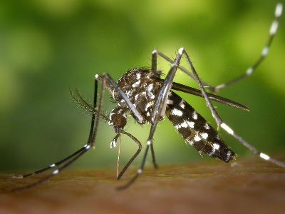 Preminuo oboljeli od virusa Zapadnog Nila Preminuo oboljeli od virusa Zapadnog Nila