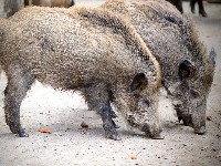 wild-boar-47875751280.jpg