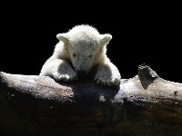 polar-bear-12945631920.jpg