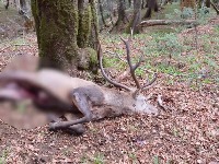 Policija na tragu krivolovcima koji su ubili jelena