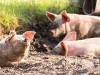 Zabrana uvoza zbog afričke svinjske kuge