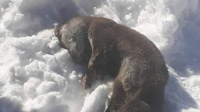 Ubijena vidra na Žabljaku