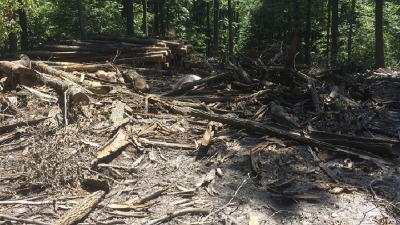 Osujećen novi pokušaj bespravne sječe šuma u Beranama