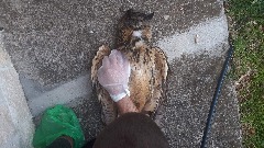 Velika ušara još jedna žrtva krivolova 27396399153140924752673887558567382450358361n.jpg