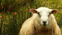 sheep-3456911280.jpg