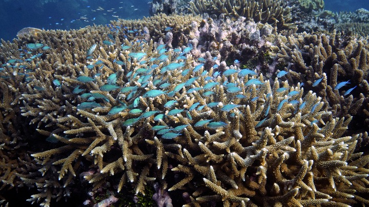 Велики корални гребен треба ставити на листу угрожене свјетске баштине 