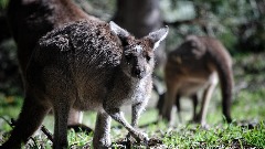 Australija gubi životinje jer njihova životna sredina propada