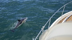 Ribari iz Rijeke spasili delfina koji se zapleo u mrežu