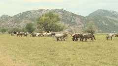Napušteni konji da budu vlasništvo Nacionalnih parkova