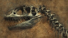Pronađen skelet najstarijeg afričkog dinosaurusa