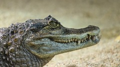 Kрокодили "окупирали" плажу у Бразилу