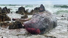 У Аустралији 14 китова се насукало на обалу 