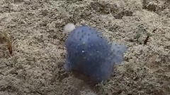 Na morskom dnu snimljeno čudno biće thumb1.jpg