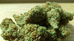 Држављани ЦГ ухапшени у Србији са 37 кг марихуане