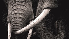 Шверцер слоноваче осуђен на доживотни затвор 