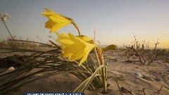 На који начин цвјета пустиња на најсушнијем мјесту на планети