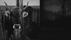 У Холандији потврђен случај крављег лудила