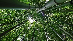 Откривено више од 10.000 бамбусових скрипти у Јунану