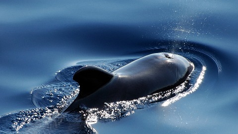 Китови одлични борци против климатских промјена