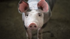 U Hercegovini se pojavila afrička svinjska kuga thumb1.jpg