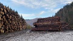 Novi spiskovi i sumnjiva sječa, tužilaštvo da reaguje thumb1.jpg