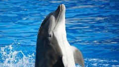 Више од 900 делфина током зиме насукано на обалу Атлантика