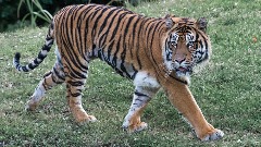 Полиција трага за тигром украденим из куће у граду Ермосиљо