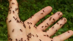 Ријешите се мрава у домаћинству помоћу намирница које имате код куће