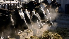  Одобрен план Холандије за смањење емисије азота гашењем фарми стоке