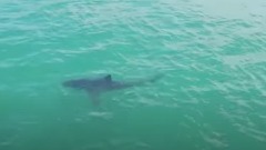 Snimak dronom otkrio ajkule koje su plivale ispod surfera u Kaliforniji thumb1.jpg