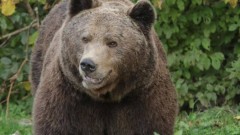 Uhvaćen i telemetrijski obilježen medvjed u NP Durmitor thumb1.jpg