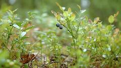 Borovnice - hranljive i pune vitamina  thumb1.jpg