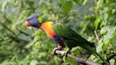 Oduzeli 150 papagaja, 50 hrčaka, duvan... thumb1.jpg