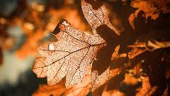 Daće Bog i daće dobro thumb1.jpg