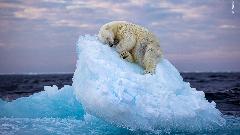 Prestižna nagrada za fotografiju uspavanog polarnog medvjeda thumb1.jpg