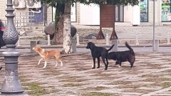 Čistoća i Glavni grad isplatili građanima 240.000 eura zbog ujeda pasa lutalica thumb1.jpg