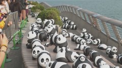 Male pande izložene u Hong Kongu thumb1.jpg