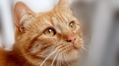 Sve mačke su zapravo crne ili narandžaste thumb1.jpg