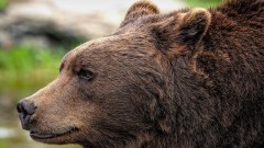 Desni Grnčar: Medvjed ušao u naselje, napao kravu, mještani strahuju thumb1.jpg