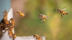 "Organski med poseban izazov, umjetnost u proizvodnji" thumb1.jpg