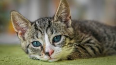 Mačke nijesu „hladne“, one tuguju za svojim prijateljima thumb1.jpg