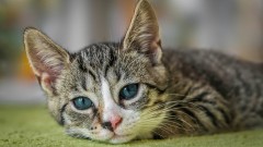 Veterinar objasnio zašto ljubimce ne bi trebalo ostavljati same kod kuće thumb1.jpg