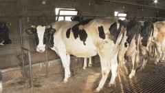 "U Danilovgradu nema više zaraženih grla, kju groznica uspješno riješena" thumb1.jpg