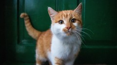 Mačak se pojavio na vratima vlasnice nakon što je kremiran thumb1.jpg