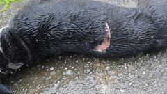 NVO: U Spužu pronađen još jedan usmrćen terijer, sumnja da je korišćen u borbi pasa thumb1.jpg