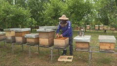 Sektor pčelarstva ugrožen thumb1.jpg