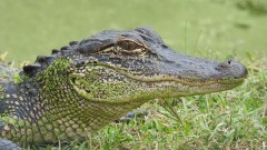 Ženu napao aligator na Floridi thumb1.jpg